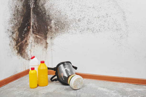 Best Localized Mold Remediation (e.g., coastal areas, humid climates) in Black Earth, WI
