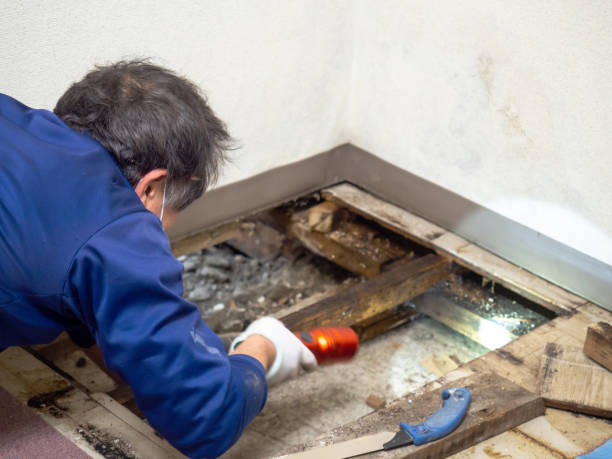 Best Preventive Mold Services in Black Earth, WI