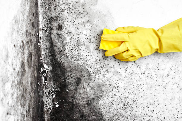 Best Post-Flood Mold Remediation in Black Earth, WI
