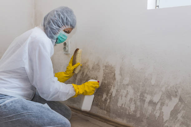 Professional Mold Remediation in Black Earth, WI