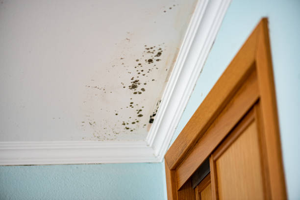 Best HVAC Mold Remediation in Black Earth, WI