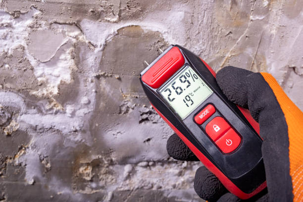 Best Basement Mold Remediation in Black Earth, WI