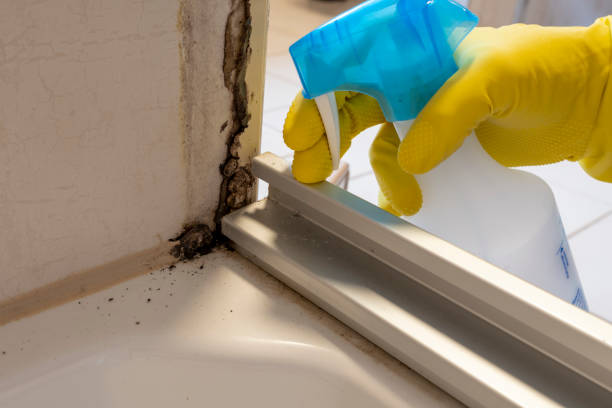 Best Bathroom Mold Remediation in Black Earth, WI