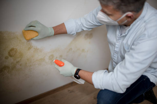 Best Industrial Mold Remediation in Black Earth, WI