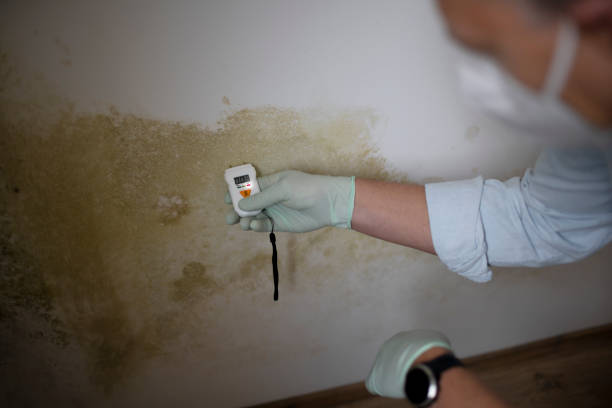 Best Mold Remediation for Specific Building Types in Black Earth, WI