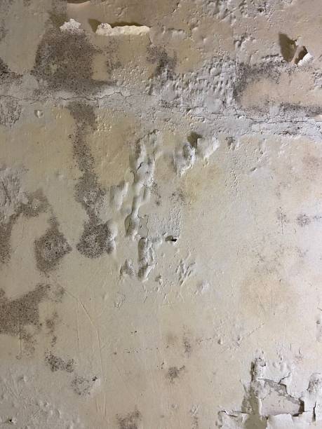 Best Kitchen Mold Remediation in Black Earth, WI