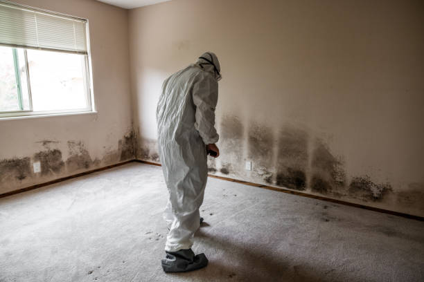 Best White Mold Remediation in Black Earth, WI