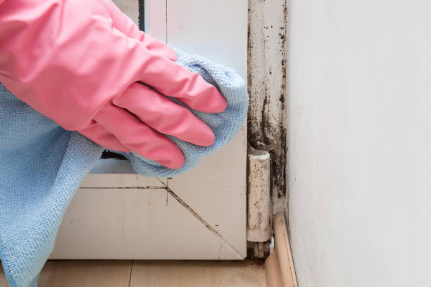Best Health and Safety Mold Remediation in Black Earth, WI