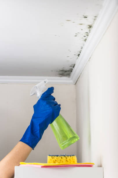 Best Crawl Space Mold Remediation in Black Earth, WI